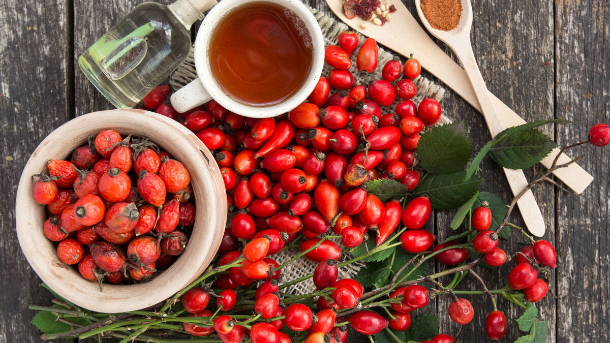 Шиповник: народные рецепты и способы применения в кулинарии Шиповник: народные рецепты и способы применения в кулинарии