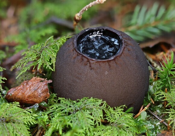 «Саркосома требовательна к экологии»: уникальный лечебный гриб нашли в Подмосковье