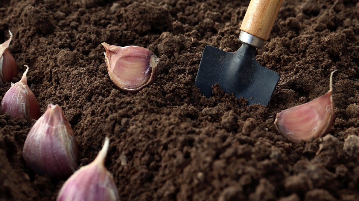 Что посадить на грядках зимой для раннего урожая: 20 трав и овощей