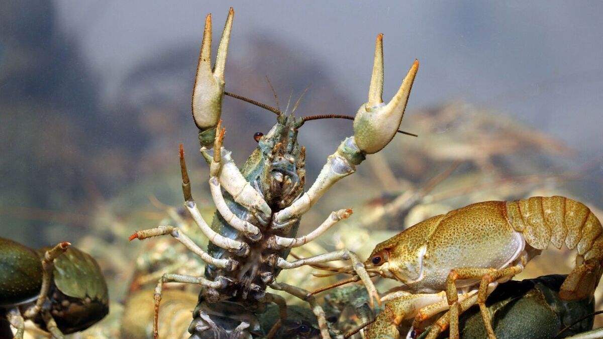 Астраханские изобретатели создали мини–ферму для выращивания раков дома Астраханские изобретатели создали мини–ферму для выращивания раков дома