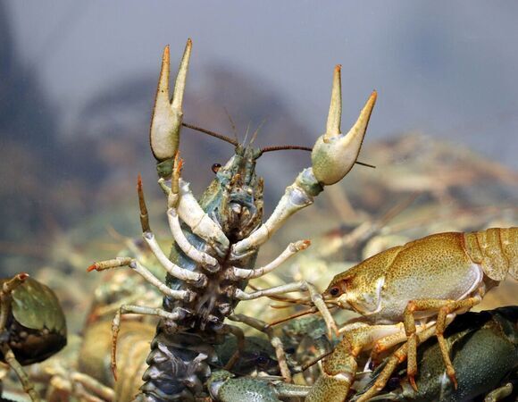 Астраханские изобретатели создали мини–ферму для выращивания раков дома