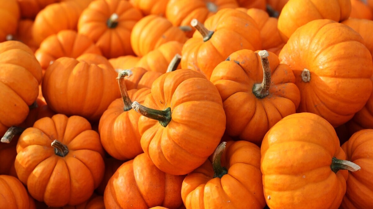 «Пилинг слизистой оболочки»: кому запрещено есть тыкву «Пилинг слизистой оболочки»: кому запрещено есть тыкву