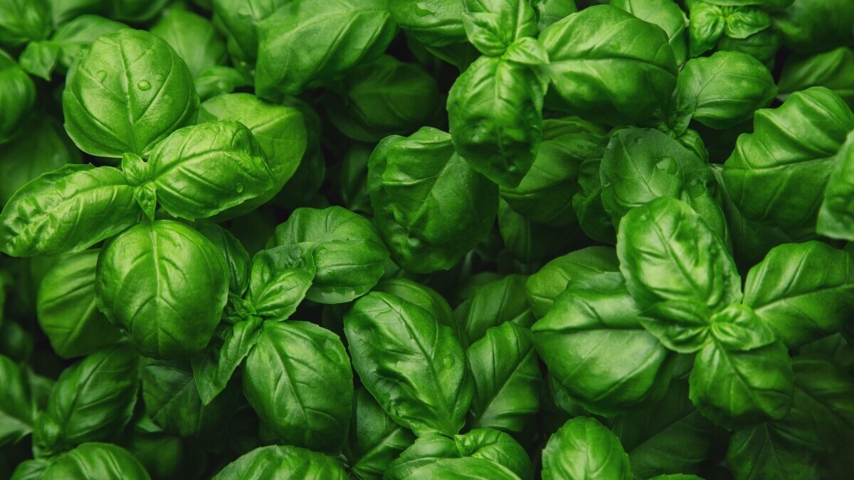 Стало известно, почему в ОАЭ считают базилик лекарством Стало известно, почему в ОАЭ считают базилик лекарством