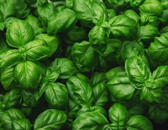 Стало известно, почему в ОАЭ считают базилик лекарством