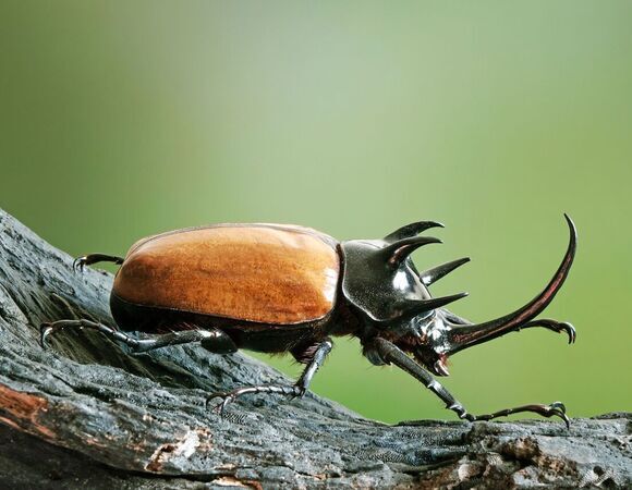 Российские ученые выяснили, что жуки и слизни полезнее мяса