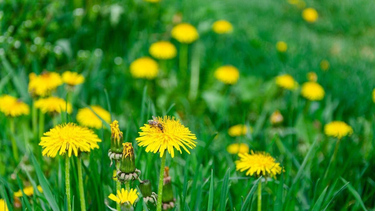 Британские исследователи выяснили, что чай из одуванчика может помочь онкобольным