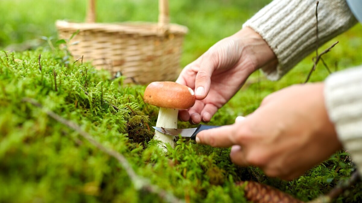 «Активно лезут белые грибы»: когда в России закончится грибной сезон