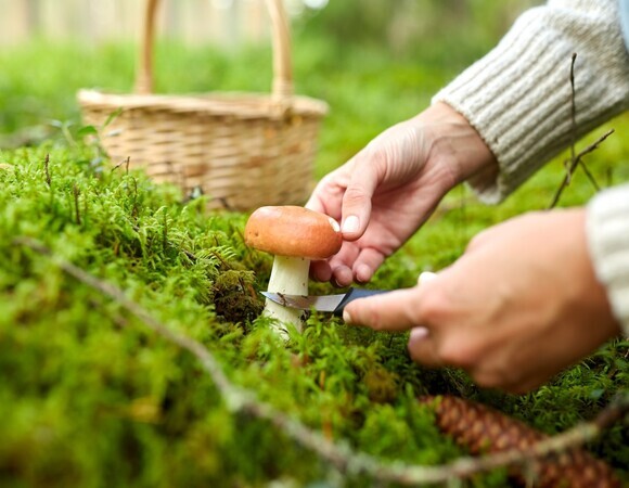 «Активно лезут белые грибы»: когда в России закончится грибной сезон «Активно лезут белые грибы»: когда в России закончится грибной сезон