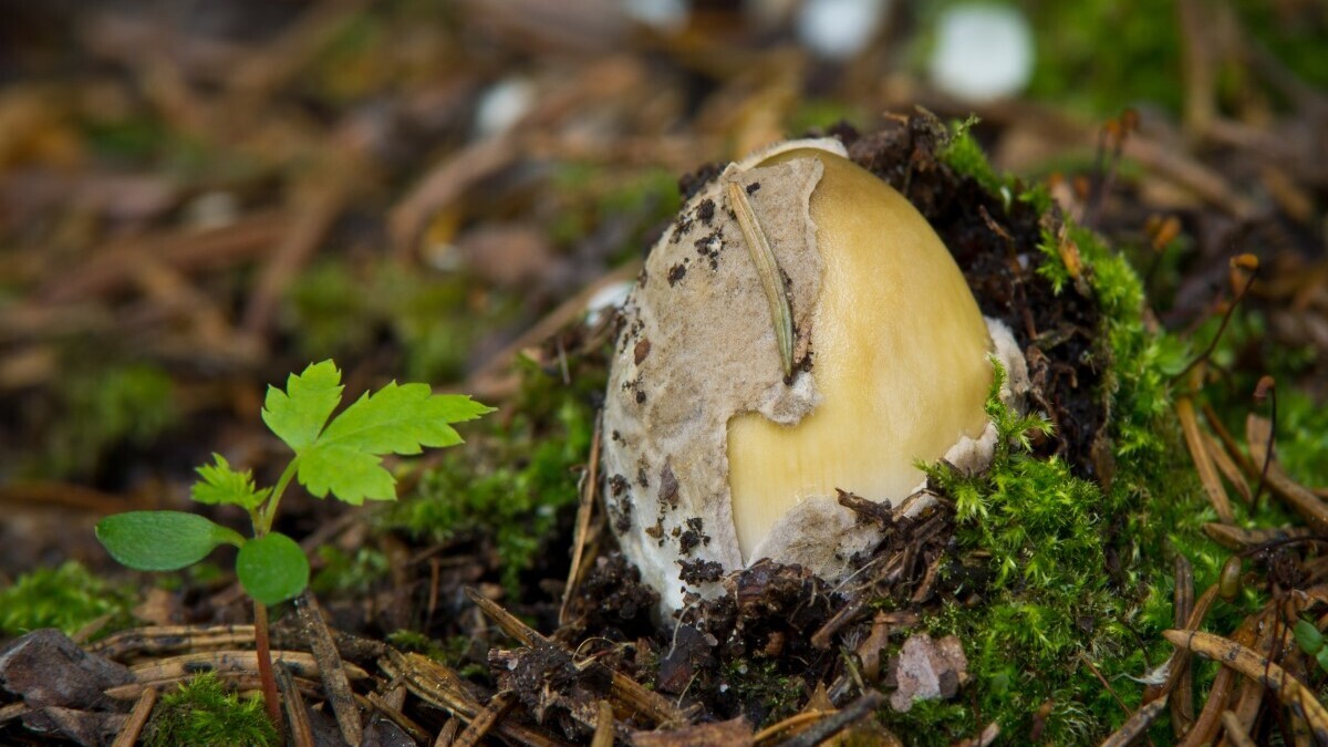 Мухоморы едят? Что нашли в Челябинской области