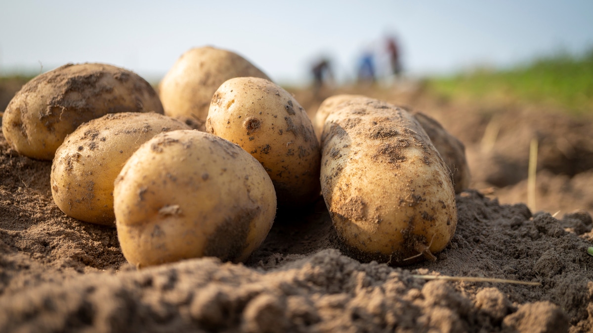 «Как будто салфетку сварили»: шеф-повар о работе с перемерзшим картофелем