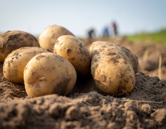 «Как будто салфетку сварили»: шеф-повар о работе с перемерзшим картофелем