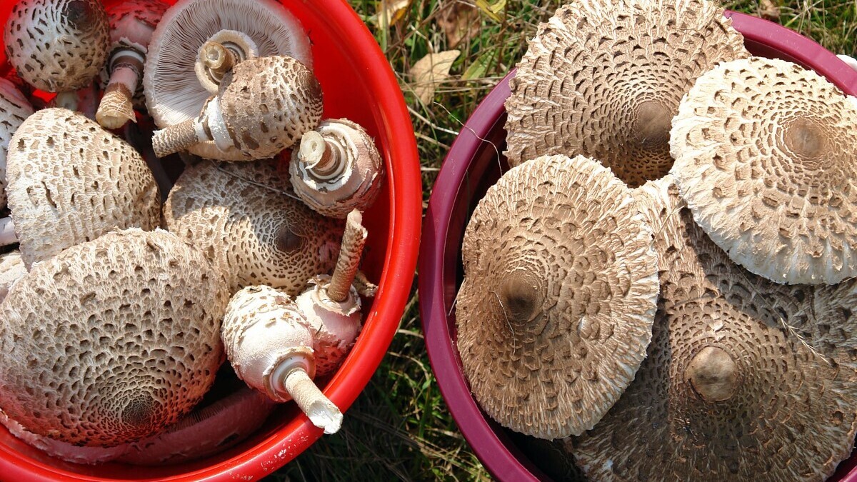 Как сделать пиццу из сушеного гриба: лайфхаки миколога