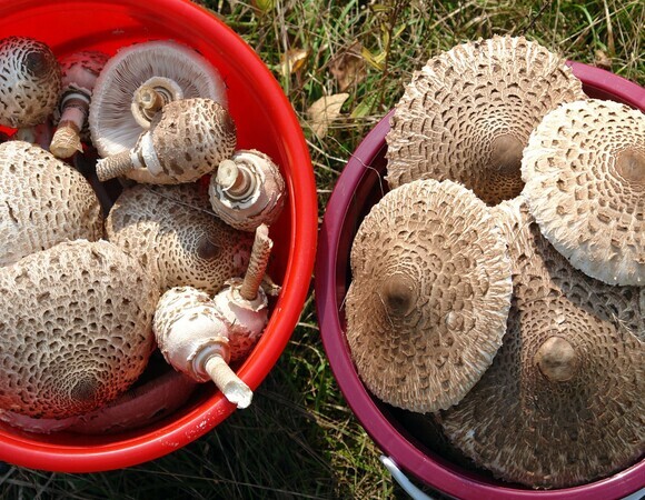 Как сделать пиццу из сушеного гриба: лайфхаки миколога Как сделать пиццу из сушеного гриба: лайфхаки миколога