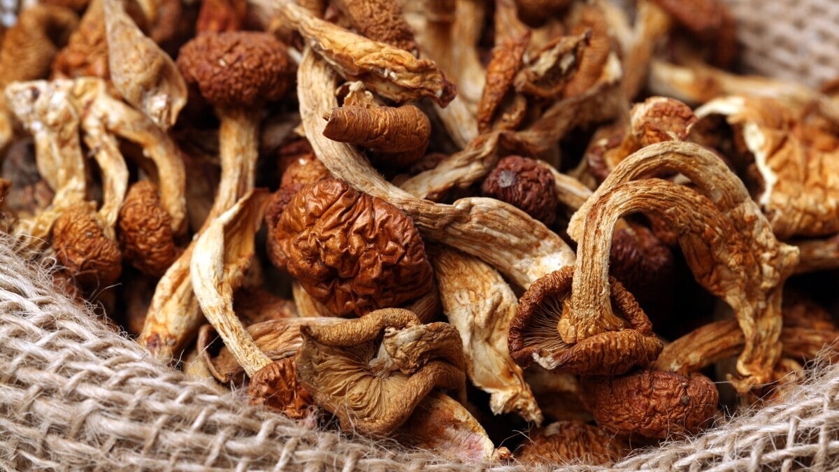 Как долго вымачивать сушеные грибы перед готовкой? Ответят микологи