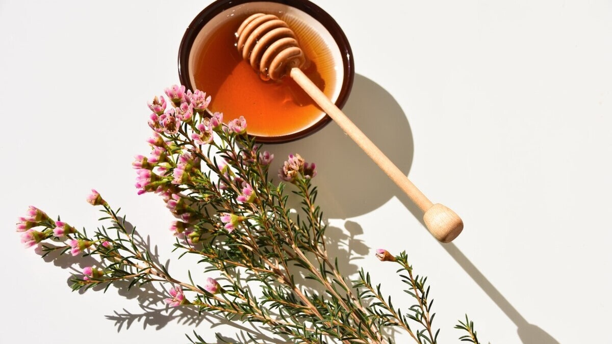 Какой мед можно давать детям: советы педиатра Какой мед можно давать детям: советы педиатра