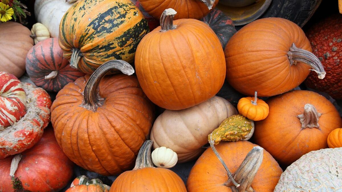 Нутрициолог объяснила, почему важно есть тыкву регулярно