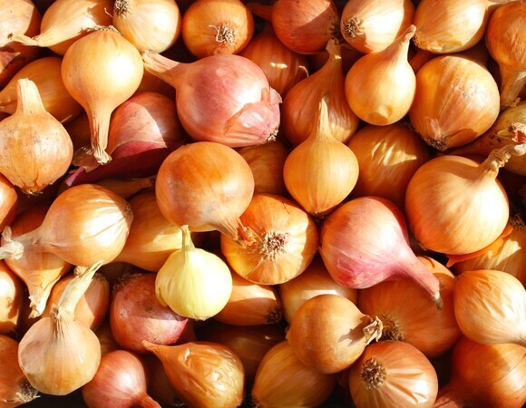 Как хранить лук, чтобы он не испортился: эксперты поделились советами Как хранить лук, чтобы он не испортился: эксперты поделились советами