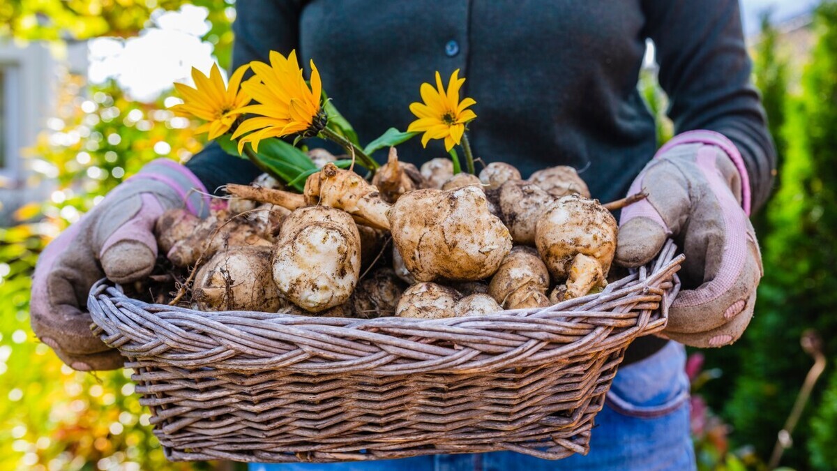 Нутрициолог объяснила, есть ли польза в топинамбуре