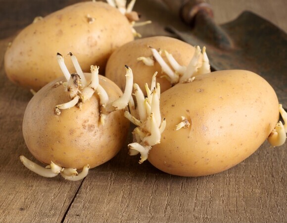 Можно ли есть проросший картофель: ответила гастроэнтеролог Можно ли есть проросший картофель: ответила гастроэнтеролог