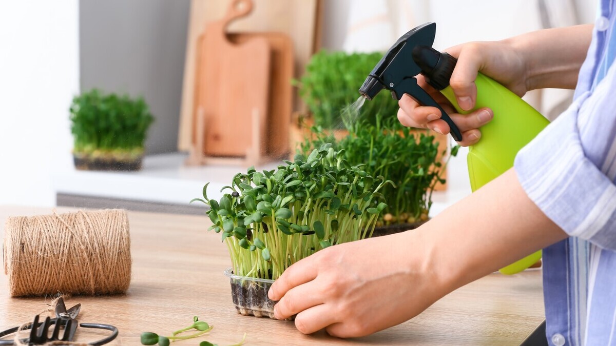 Как вырастить микрозелень дома: специалисты дали советы