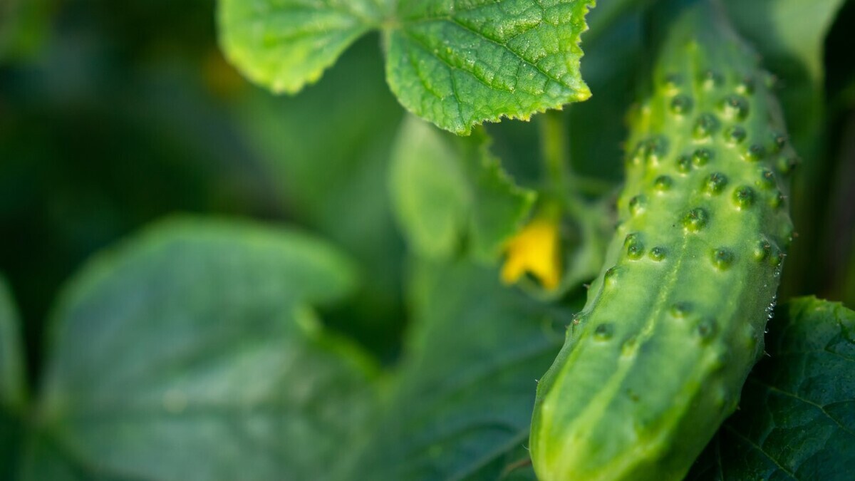 Врач предупредила об опасности частого употребления тепличных огурцов