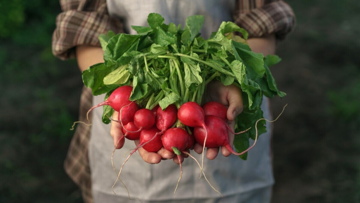 Врач рассказала, кому нельзя есть редис