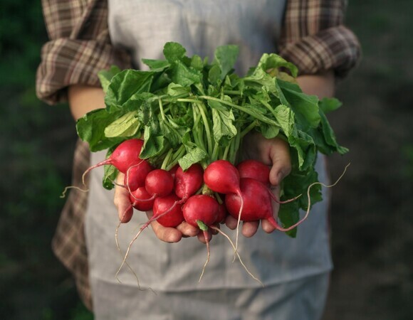 Врач рассказала, кому нельзя есть редис Врач рассказала, кому нельзя есть редис