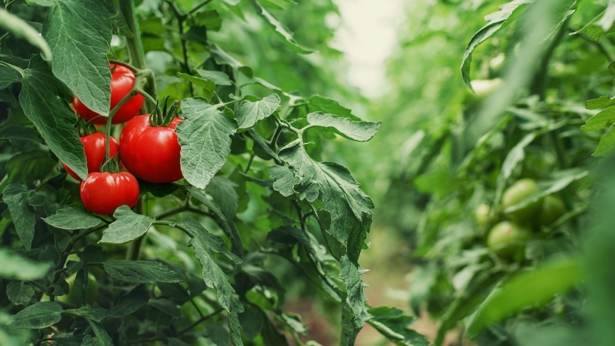 Красивая кожа, крепкое тело: нутрициолог рассказал, зачем есть помидоры каждый день