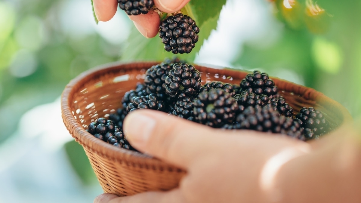 Найдена самая «женская» ягода: она помогает худеть и сохранять молодость