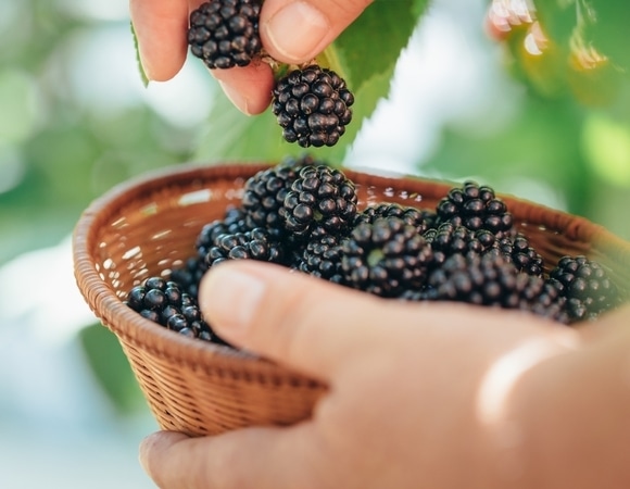 Найдена самая «женская» ягода: она помогает худеть и сохранять молодость Найдена самая «женская» ягода: она помогает худеть и сохранять молодость