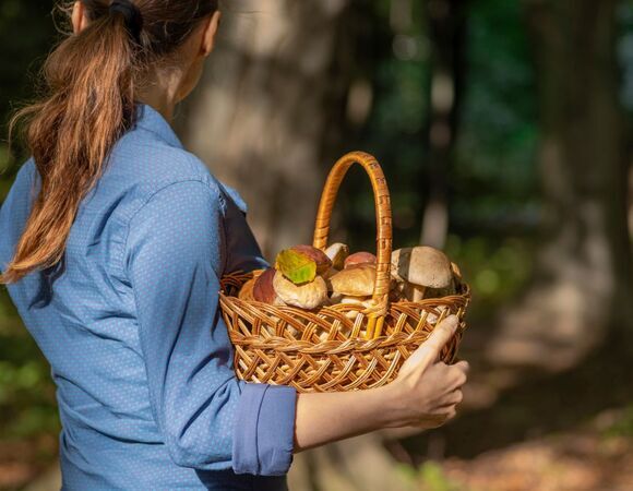 Ничто не безопасно: какие неядовитые грибы нельзя собирать?