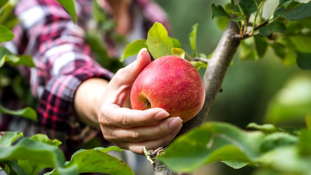 Диетолог назвала дешевый фрукт, который помогает убрать лишние килограммы