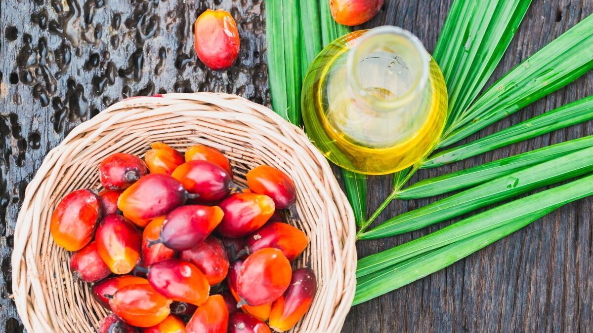 Названы неожиданные свойства пальмового масла: «спасает» мозг и полезнее, чем сливочное