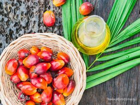 Названы неожиданные свойства пальмового масла: «спасает» мозг и полезнее, чем сливочное