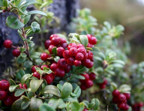 Перечислены ягоды, которые укрепляют сосуды — все можно купить на рынке 