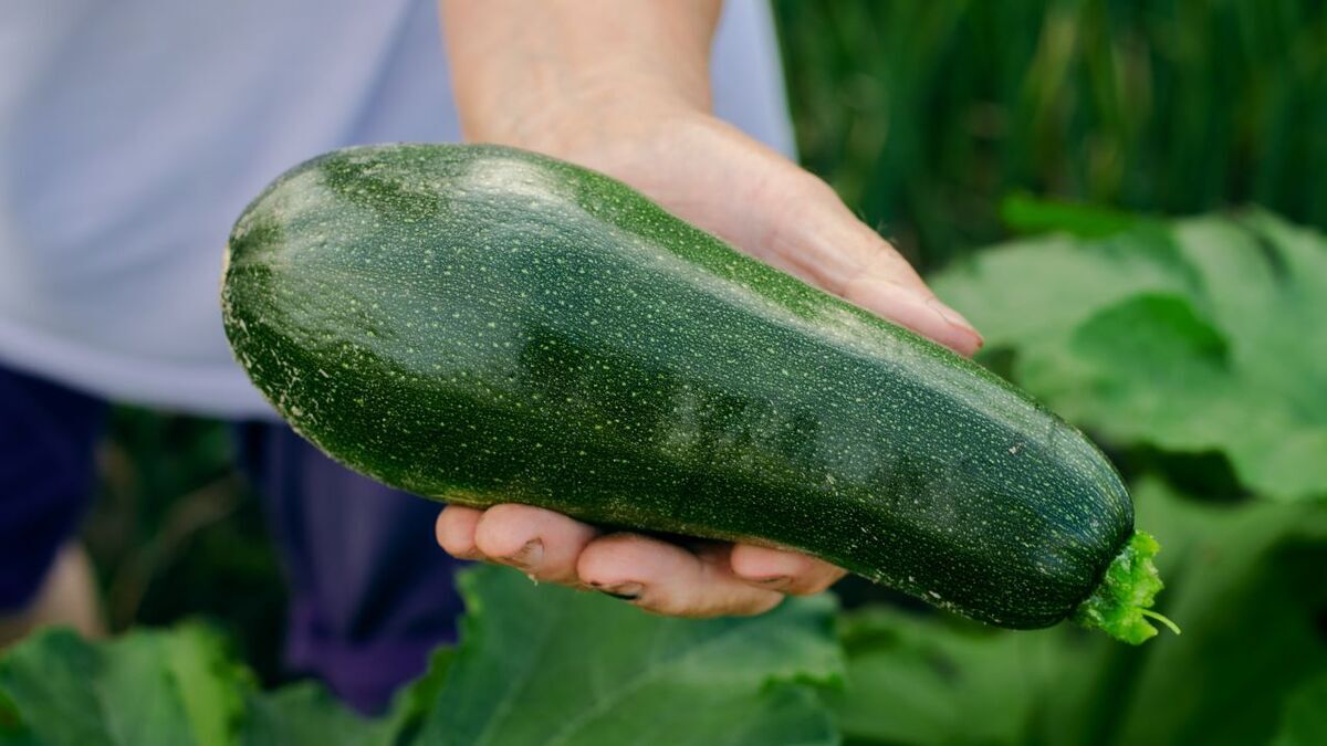 Врач назвала группы людей, которым противопоказаны цукини
