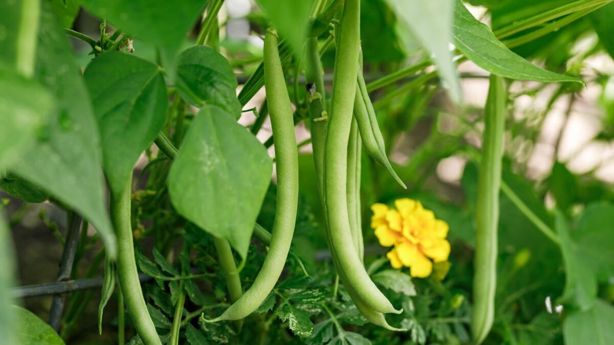 Найдено лучшее средство для «чистки» сосудов от холестериновых бляшек — в Японии оно давно в ходу