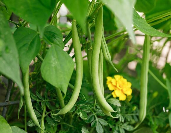 Найдено лучшее средство для «чистки» сосудов от холестериновых бляшек — в Японии оно давно в ходу