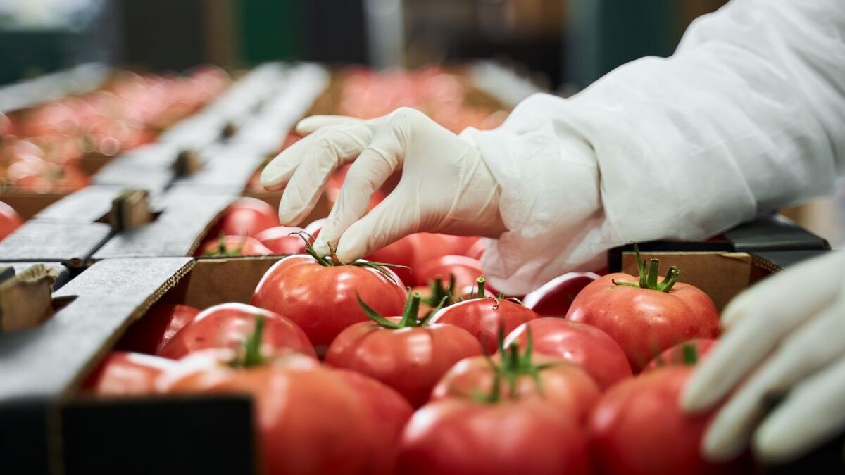 Вредны в любом виде: доктор Соломатина сообщила, когда нельзя есть помидоры 