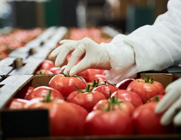 Вредны в любом виде: доктор Соломатина сообщила, когда нельзя есть помидоры 