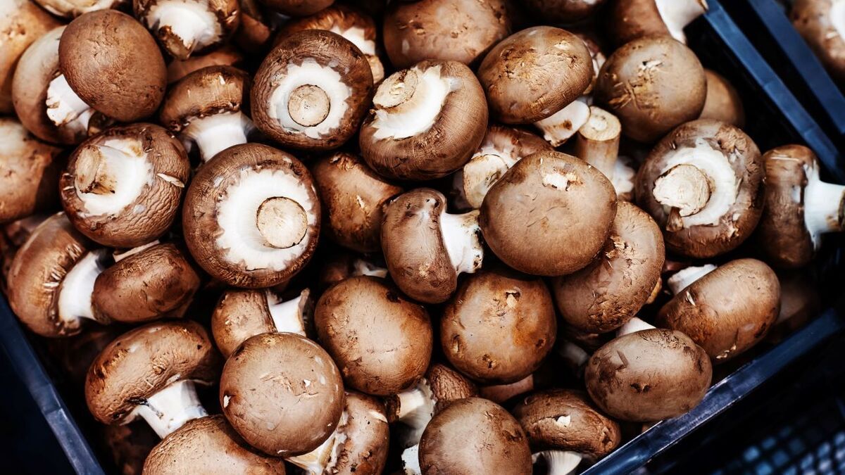 Без опухолей и «забитых» сосудов: диетолог Соломатина поделилась чудо-свойствами шампиньонов Без опухолей и «забитых» сосудов: диетолог Соломатина поделилась чудо-свойствами шампиньонов
