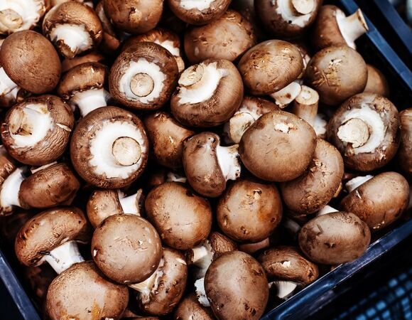 Без опухолей и «забитых» сосудов: диетолог Соломатина поделилась чудо-свойствами шампиньонов