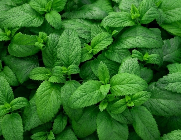 Эксперты рассказали, как похудеть с помощью мяты Эксперты рассказали, как похудеть с помощью мяты