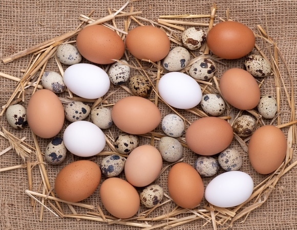 Поставлена точка в споре о пользе куриных и перепелиных яиц: что лучше? Поставлена точка в споре о пользе куриных и перепелиных яиц: что лучше?