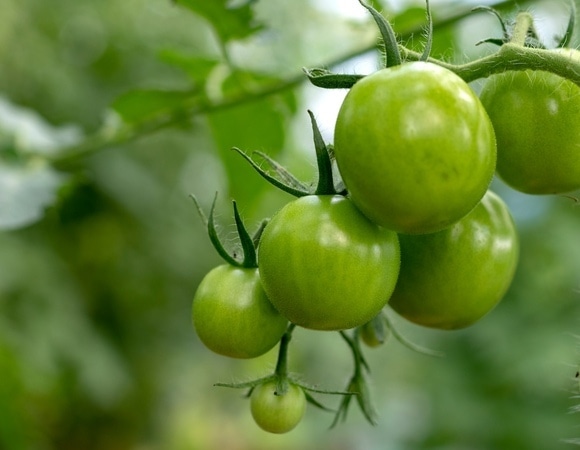 Эксперт рассказала, можно ли есть зеленые помидоры — опасность граничит с пользой Эксперт рассказала, можно ли есть зеленые помидоры — опасность граничит с пользой