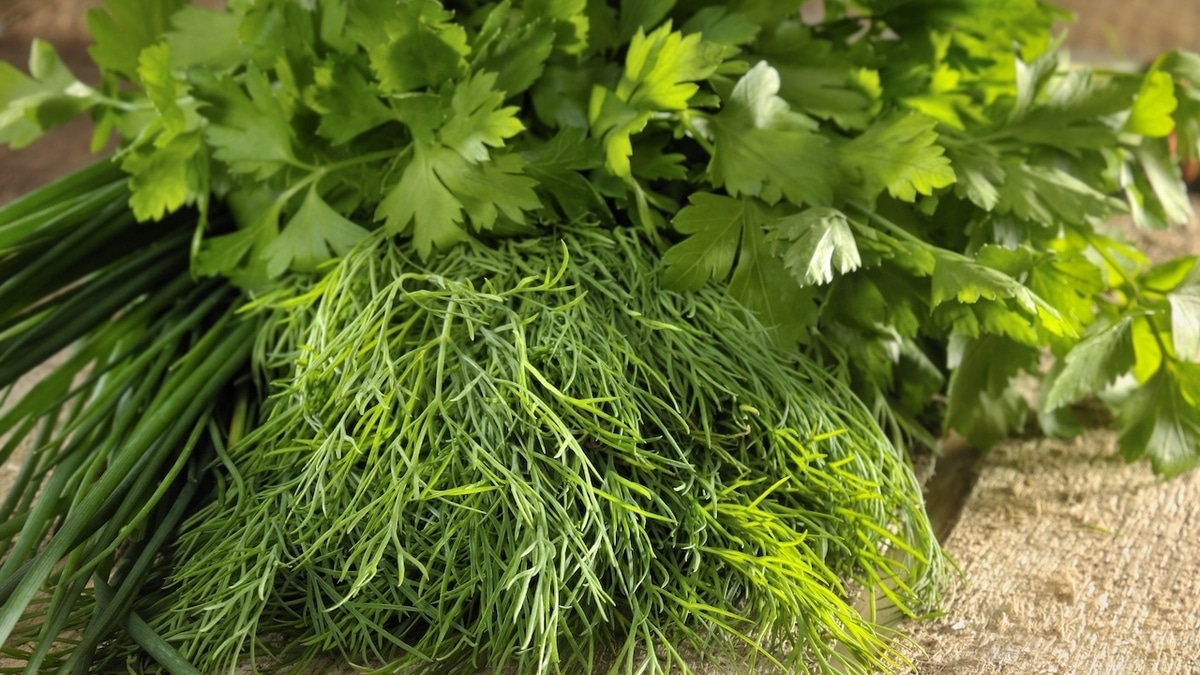 Есть ли польза в сушеных травах — диетолог дала однозначный ответ Есть ли польза в сушеных травах — диетолог дала однозначный ответ