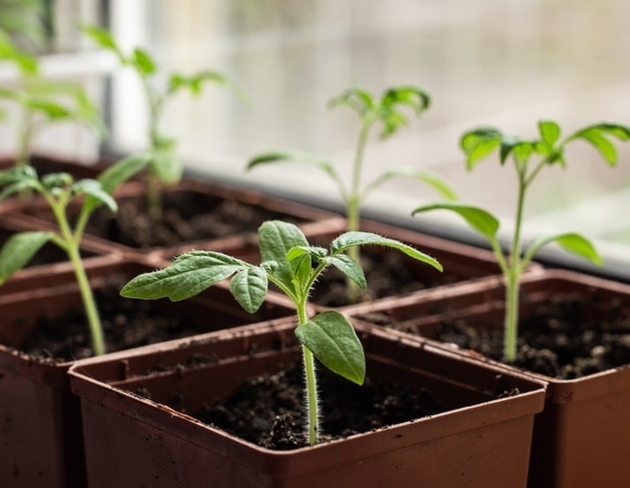 Рассада будет «мощной»: названы лучшие условия для выращивания томатов дома