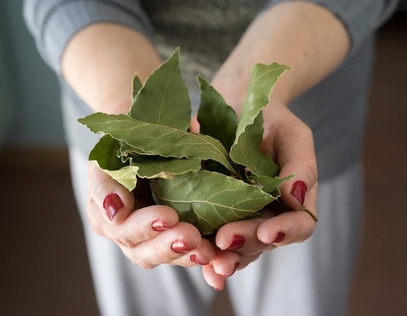 Зачем класть лавровый лист в муку: хитрость опытных хозяек Зачем класть лавровый лист в муку: хитрость опытных хозяек