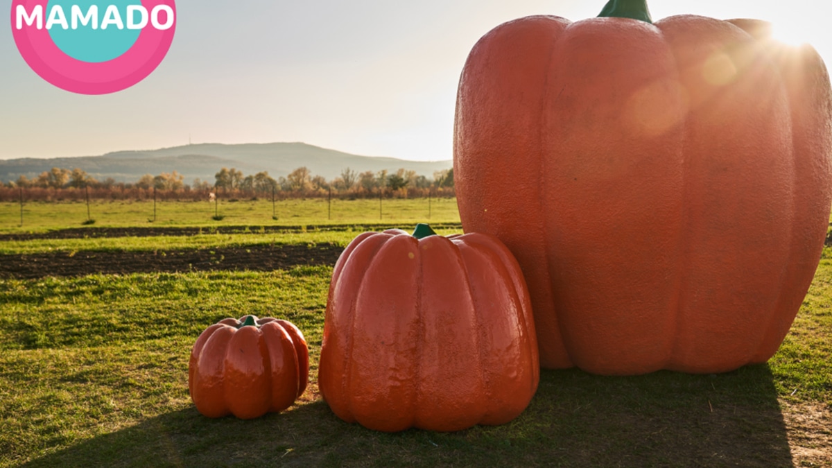 Секрет успеха в бизнесе на примере экосистемы Mamado