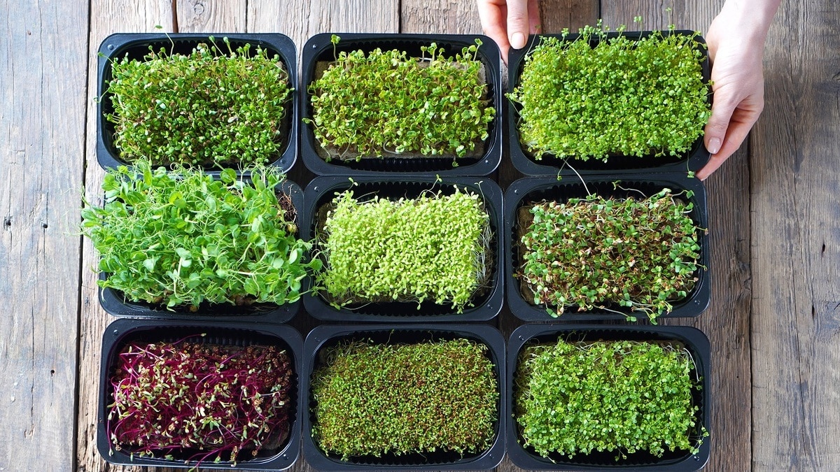 Не выращивайте микрозелень из этих семян — они ядовитые